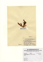 藏品(增生盾果藻)的圖片